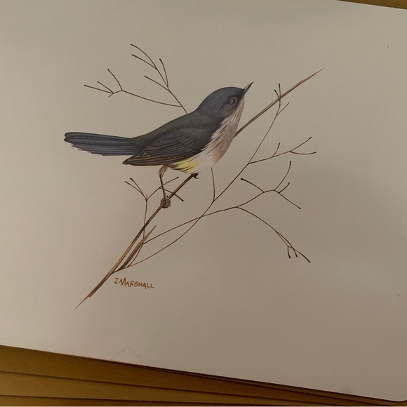 Vintage placemats by Milhurst New Zealand fine art Native Bird Series x 6 - Picture 3 of 14